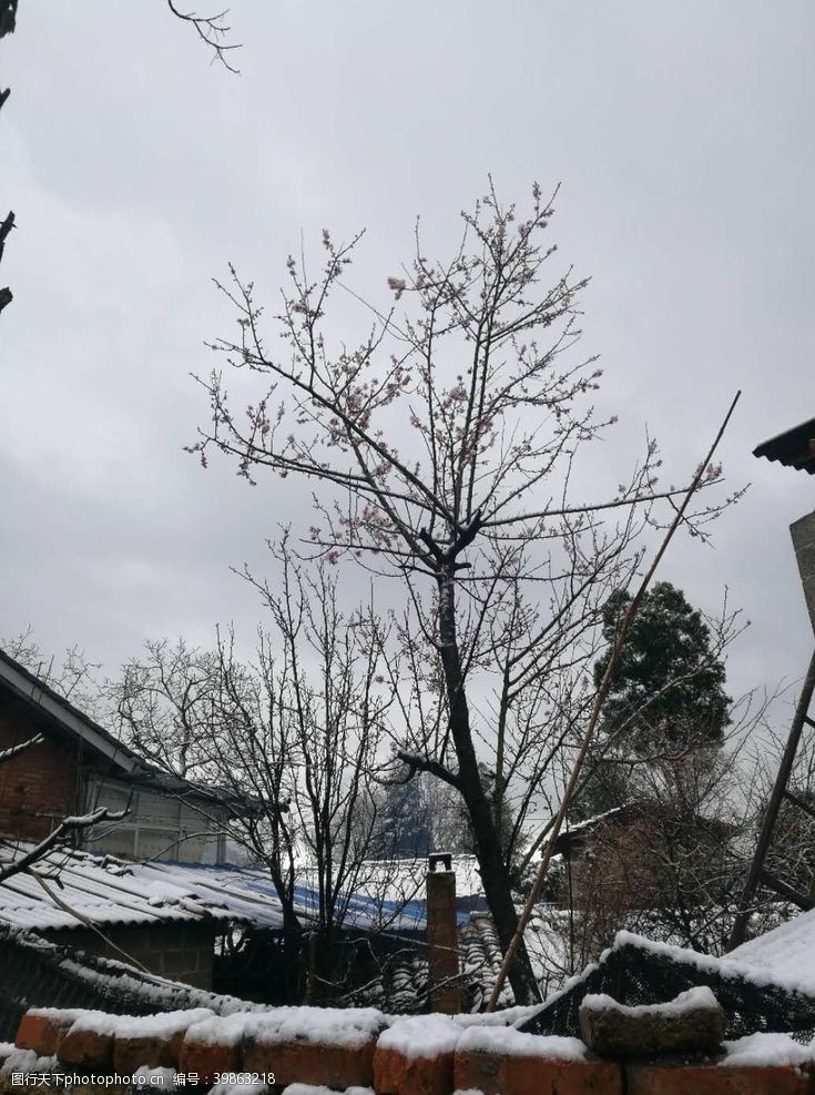 银杏叶冬季雪景图片