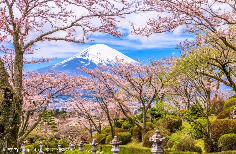 樱花树富士山风景图片