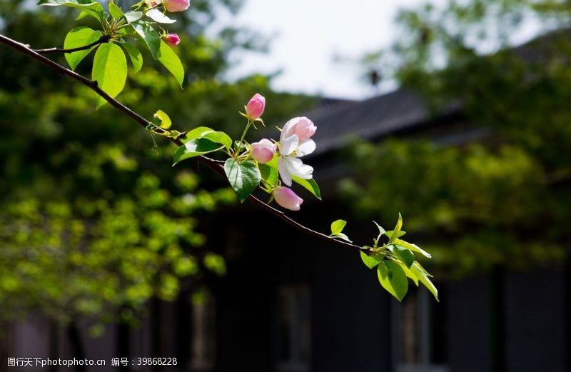 绿背景海棠花图片
