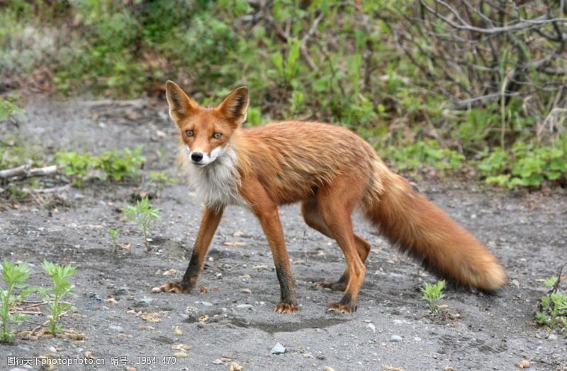 银狐狐狸图片