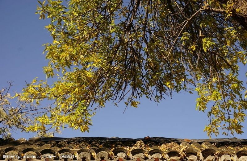 京胡胡同屋顶的秋天图片