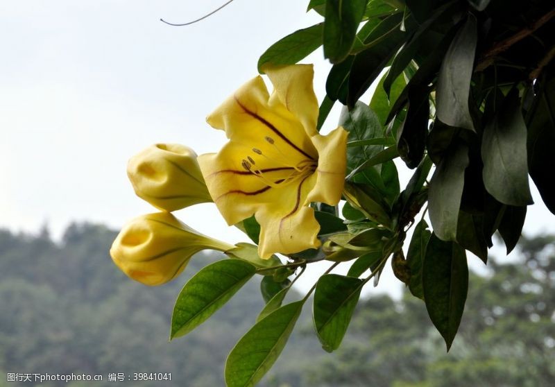 花藤金杯藤图片