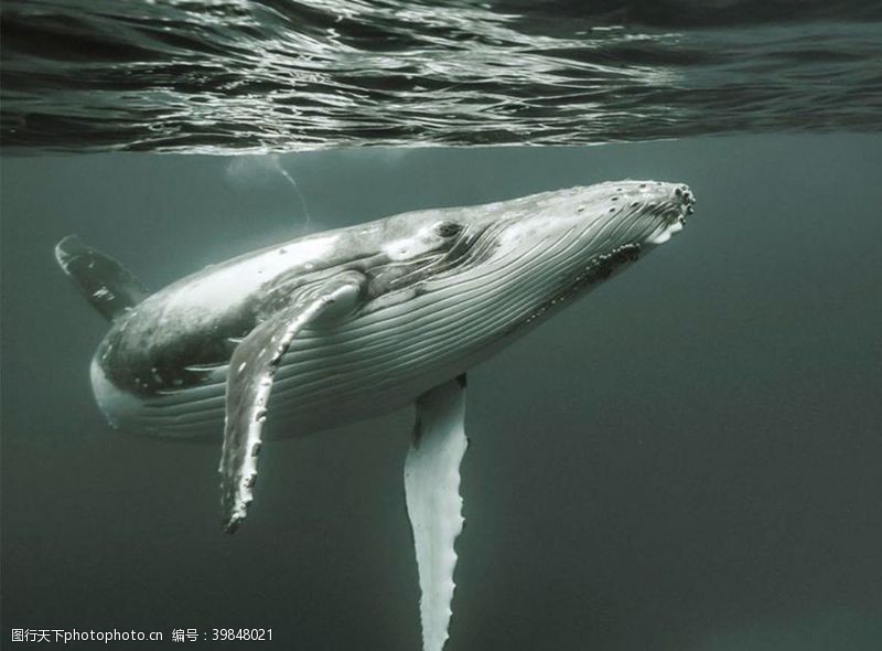 大海鲸鱼鲸鱼图片