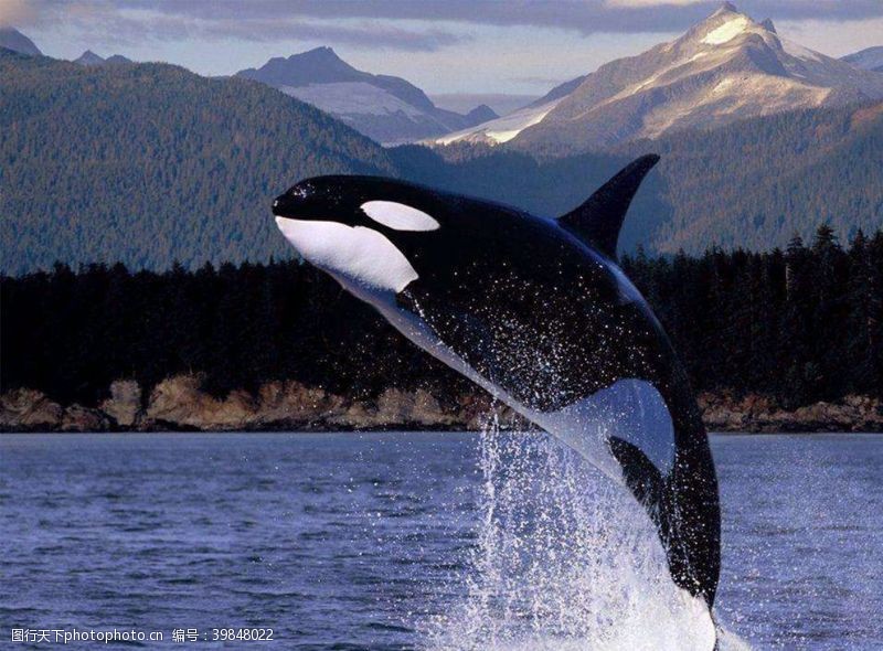 大海鲸鱼鲸鱼图片