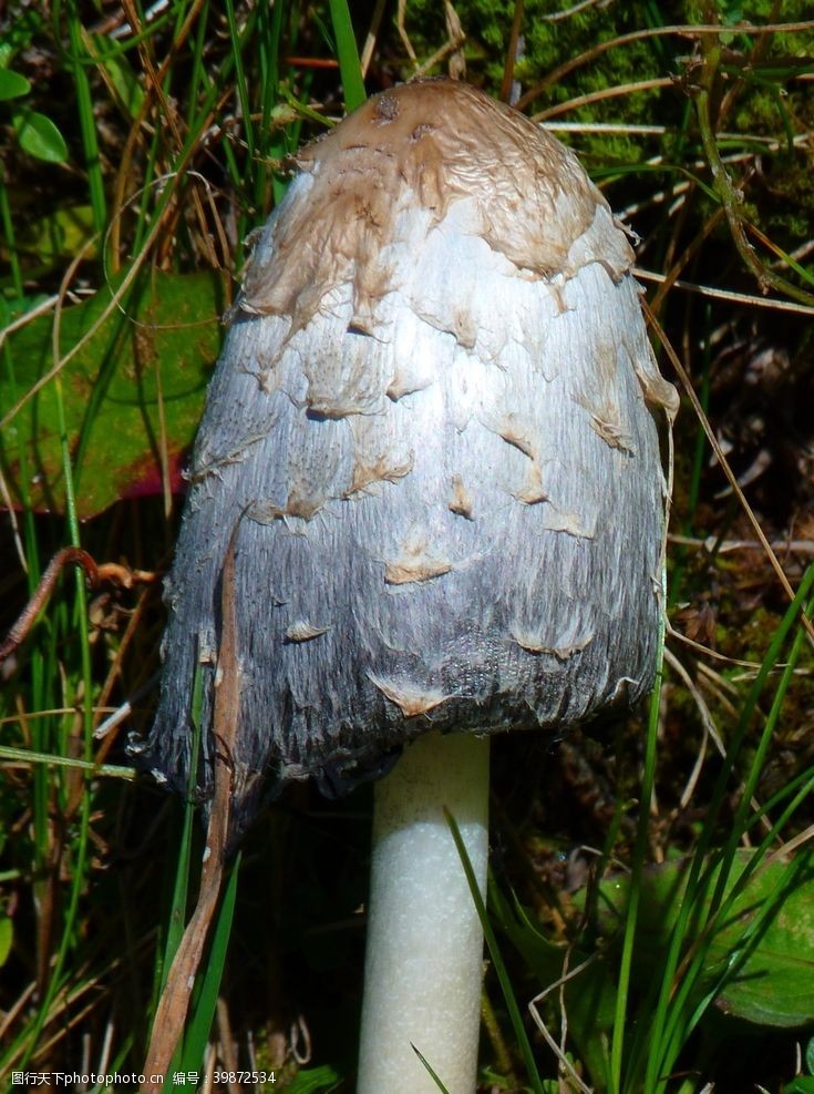 鲜蘑菇鸡腿蘑图片
