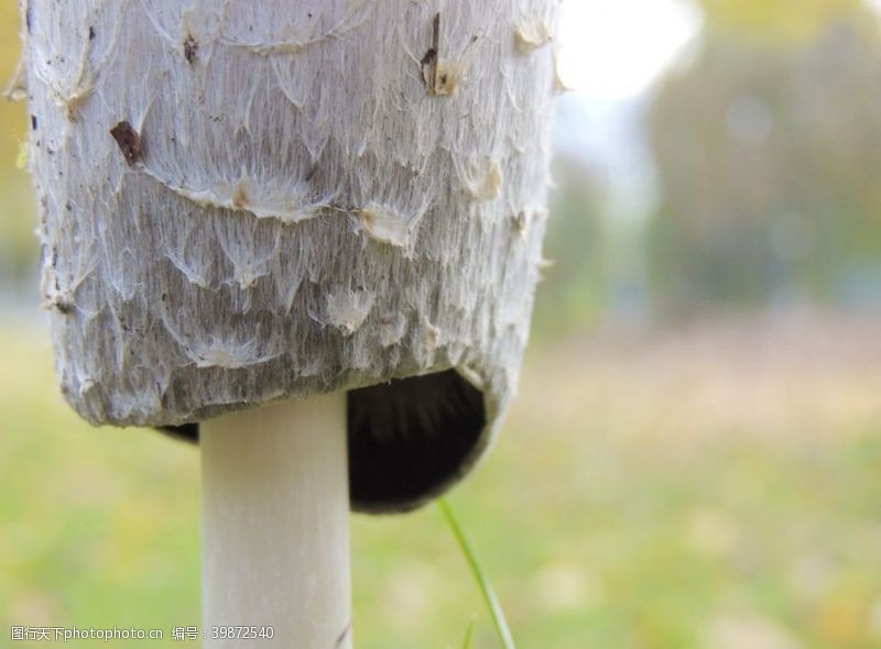 野蘑菇鸡腿蘑图片