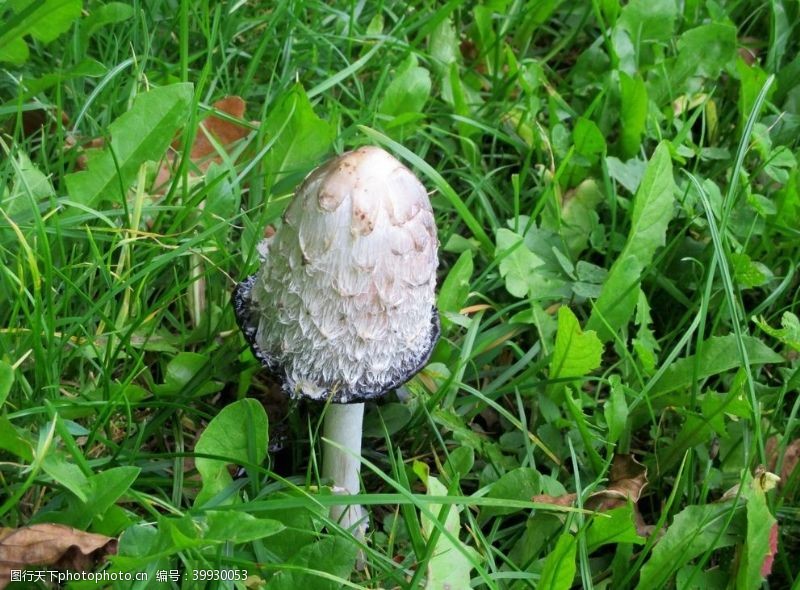 野蘑菇鸡腿蘑图片