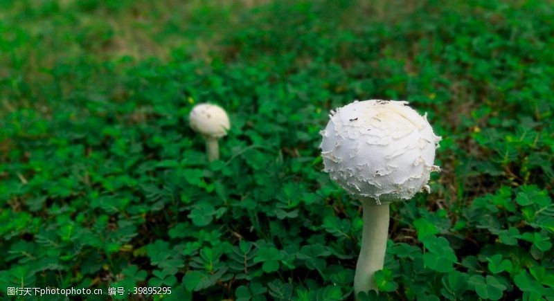 野蘑菇绿地白图片