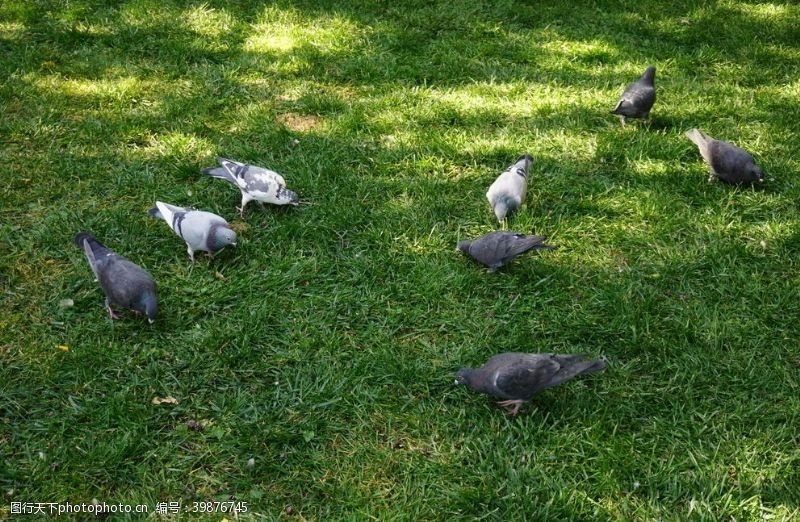 绿色草坪觅食的鸽子图片