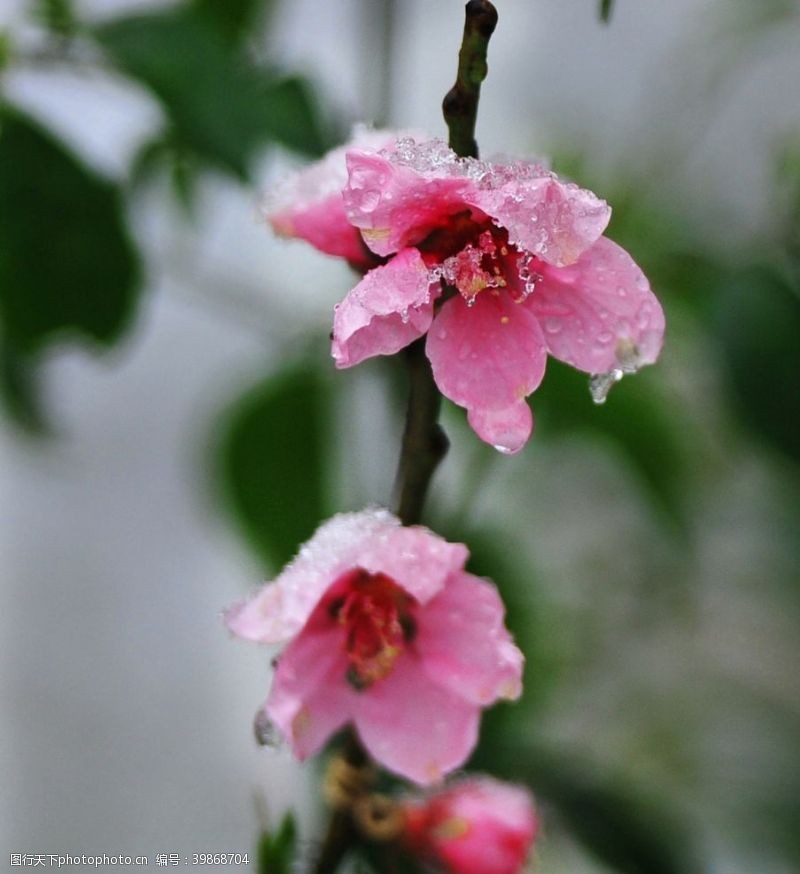 暖春沐雪的桃花图片