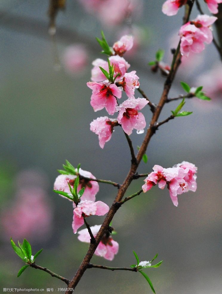 春暖花开沐雪的桃花图片