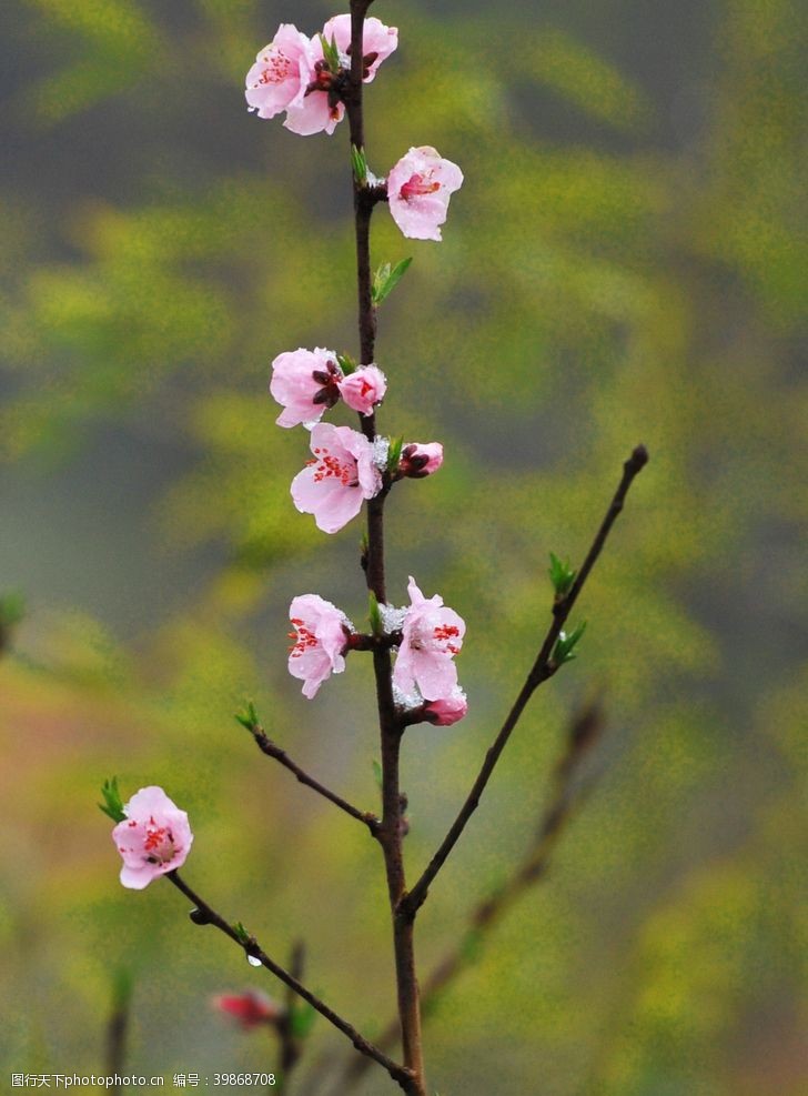 暖春沐雪的桃花图片