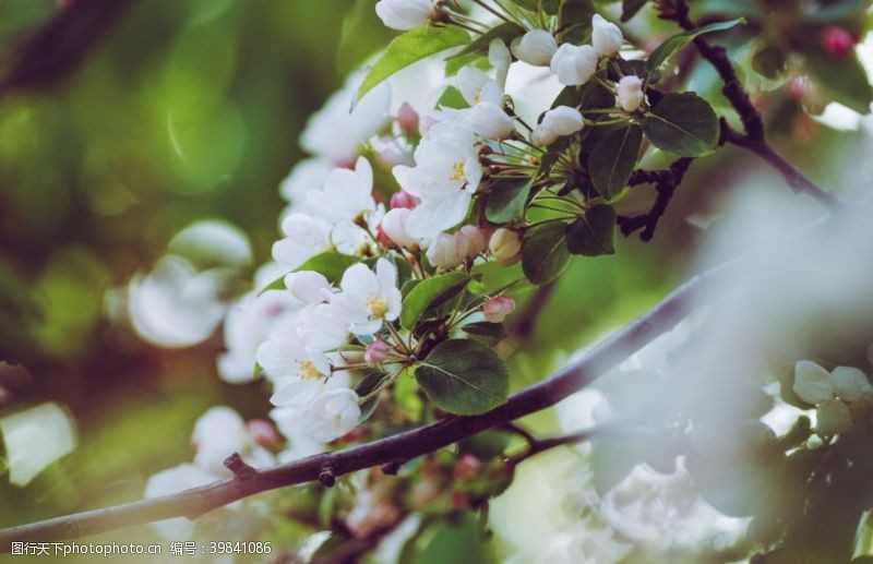 花蕾苹果花图片