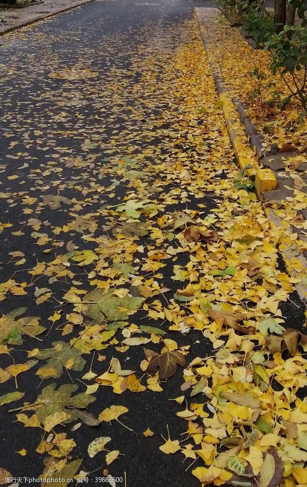 气候秋日落叶枫叶图片