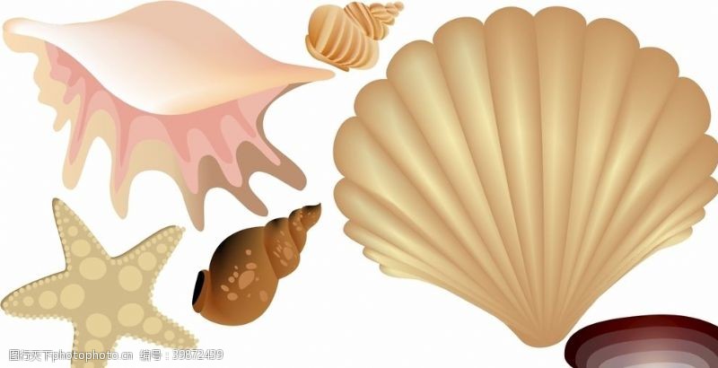 海螺矢量贝壳图片