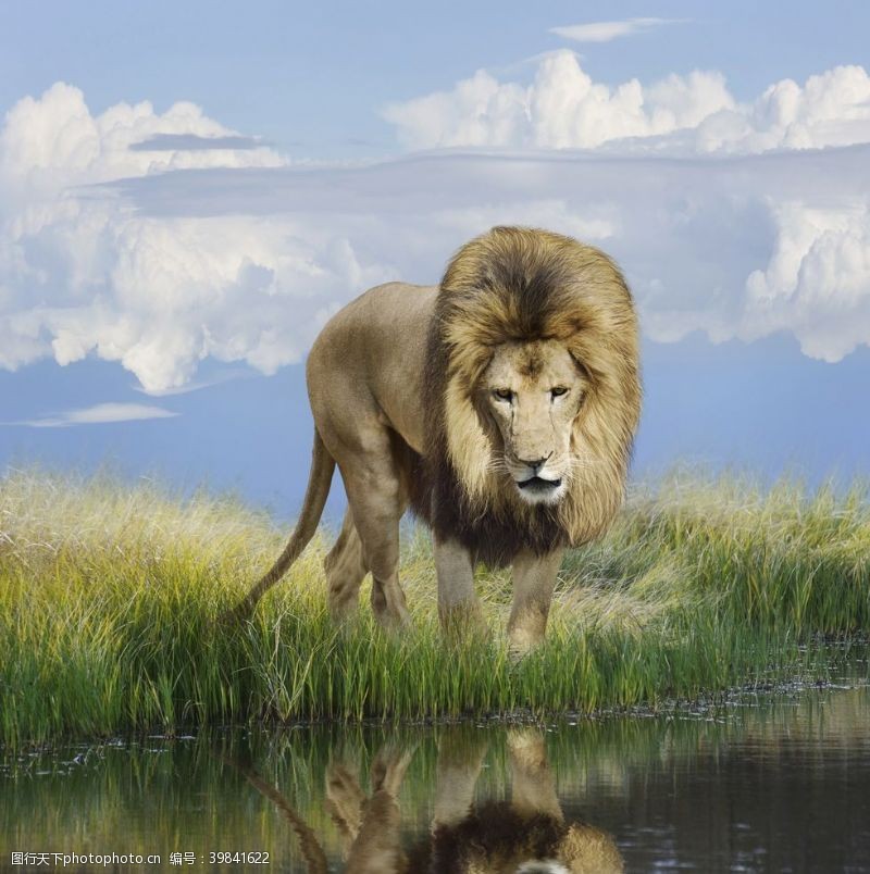 大自然狮子图片