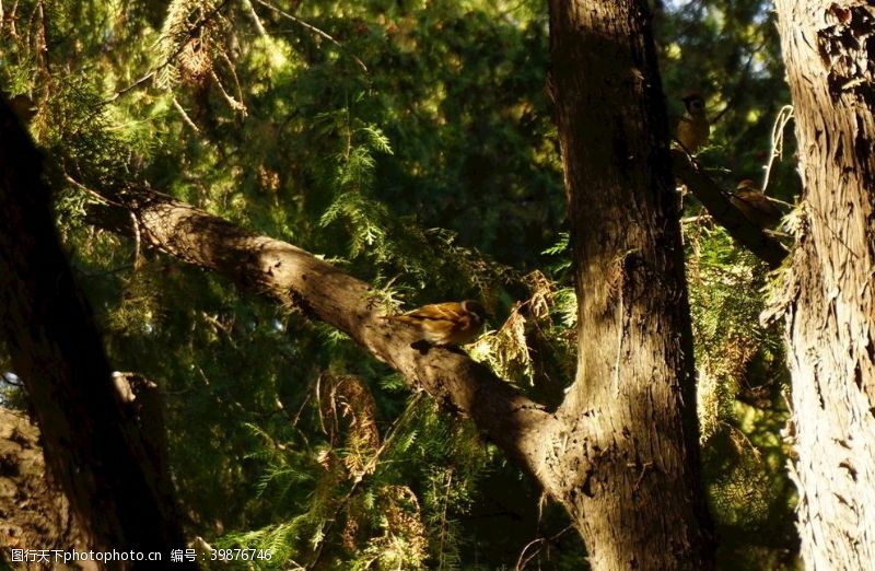 树杈树上的麻雀图片