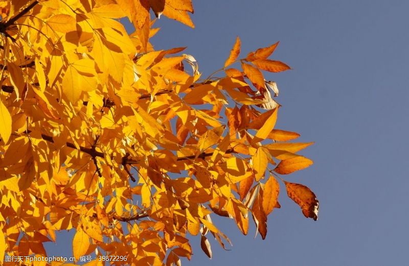 蓝色树叶天空的秋色图片