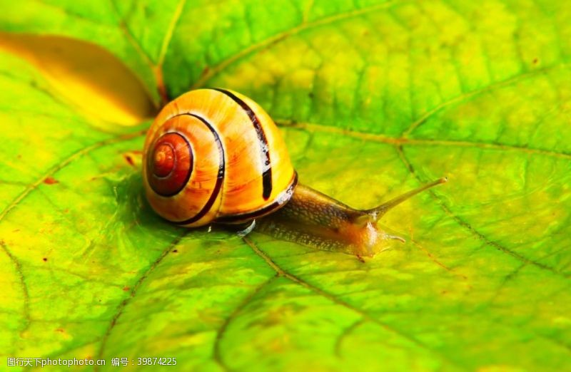 高清虫子蜗牛图片