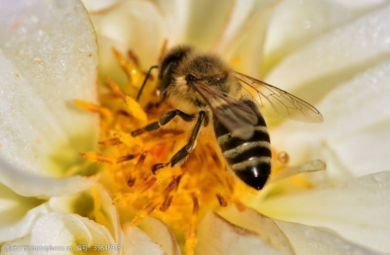 蜂巢小蜜蜂图片