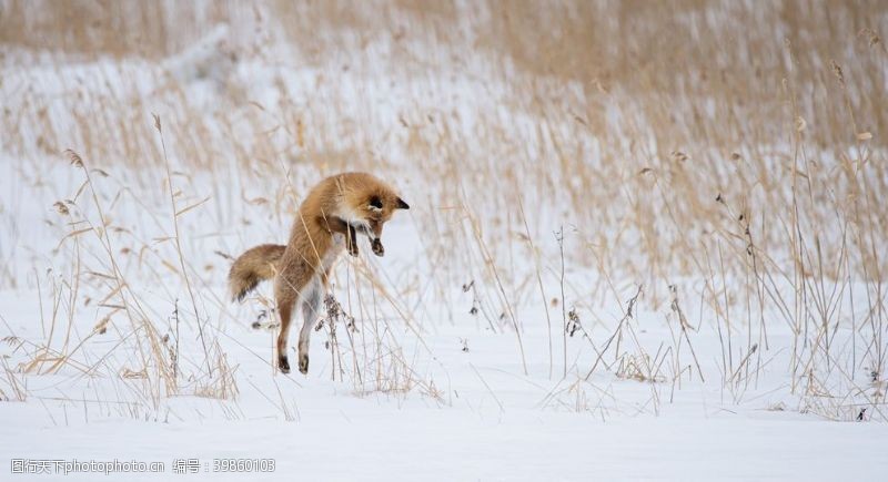 跳跃雪地狐狸捕猎图片
