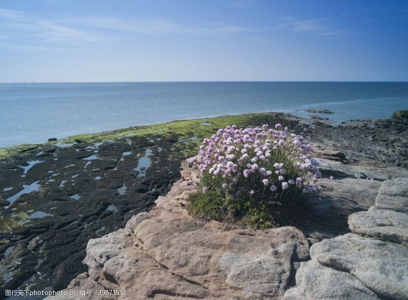 英国希尔布雷岛海洋节俭图片