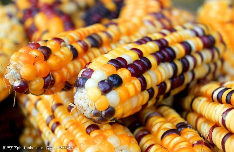 食物原料玉米图片
