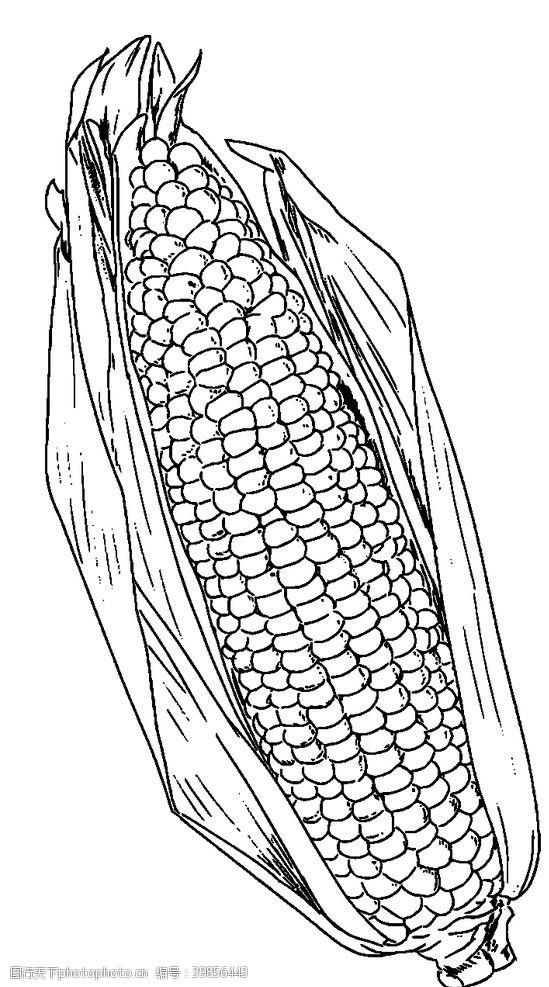 苞谷玉米线稿图片