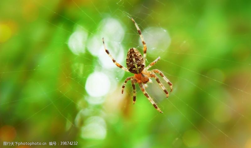 水滴背景蜘蛛图片