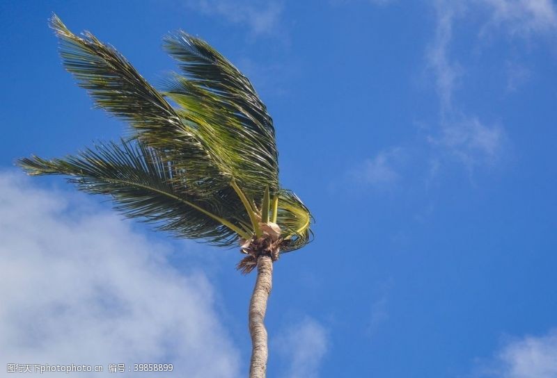 扇子棕榈树图片