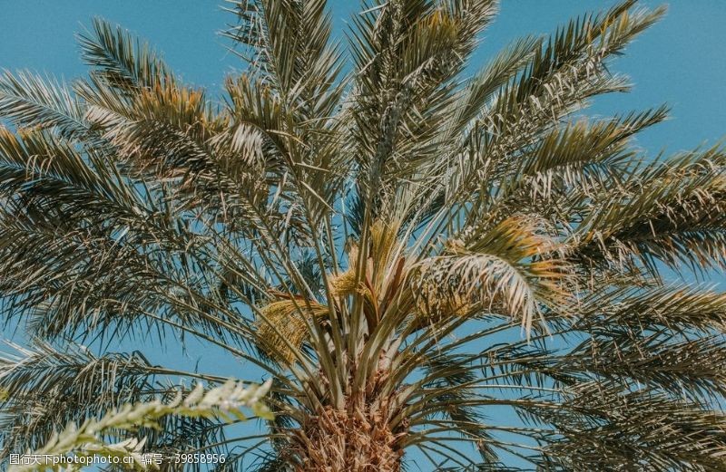 风扇棕榈树图片