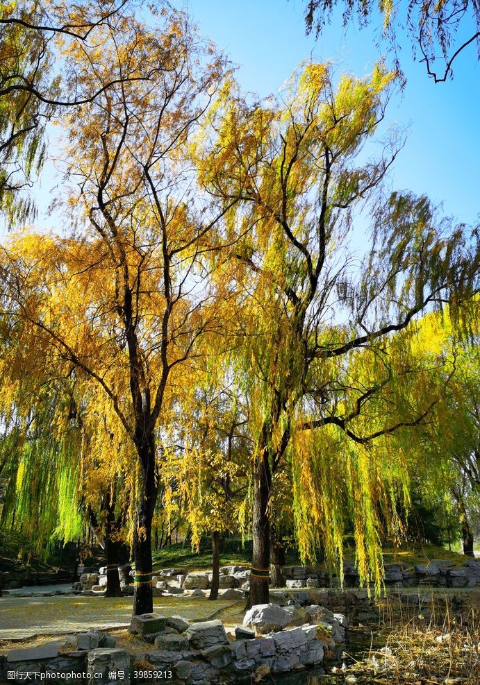 红色文化墙北京圆明园秋色图片