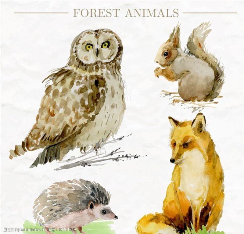猫头鹰彩绘森林动物图片
