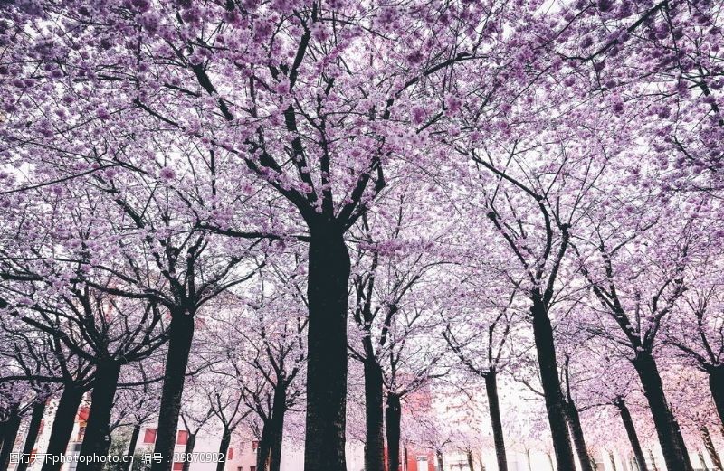 盛开的樱花春天的树木图片
