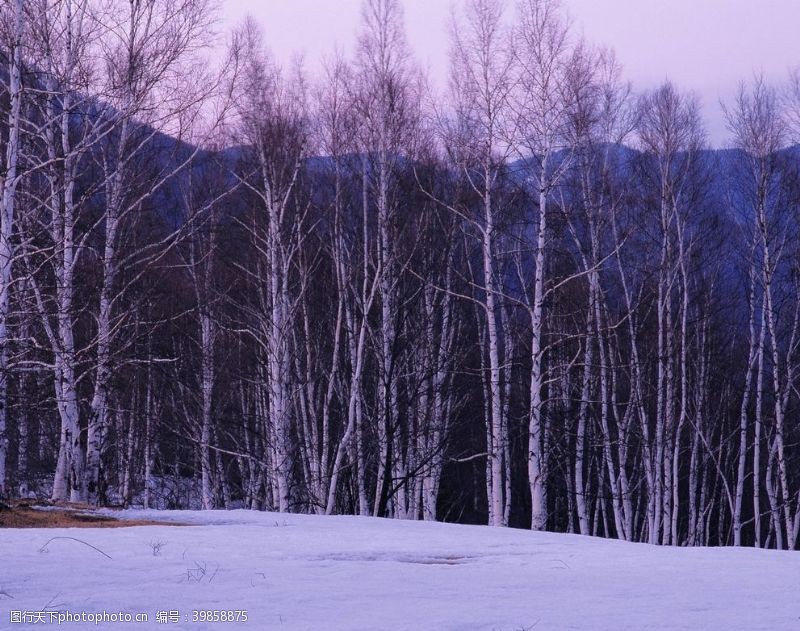 东北木材冬季的白桦林图片