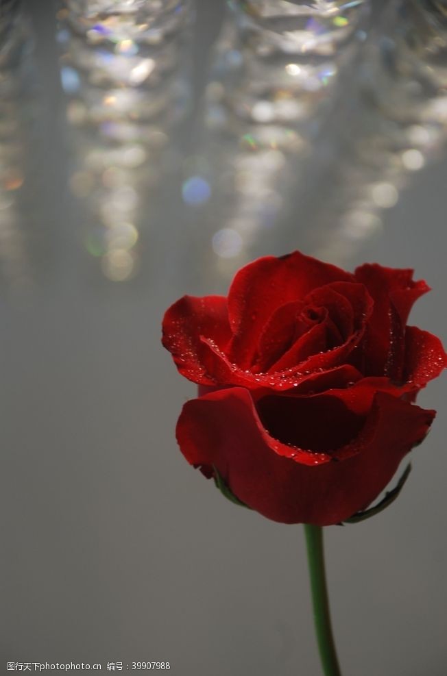 520情人节红玫瑰图片