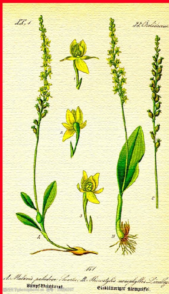 水草花朵植物图片