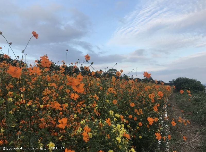 鱼鳞云花海图片