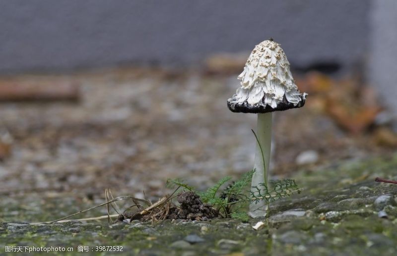 野菌菇鸡腿蘑图片