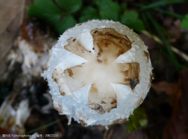 野菌菇鸡腿蘑图片