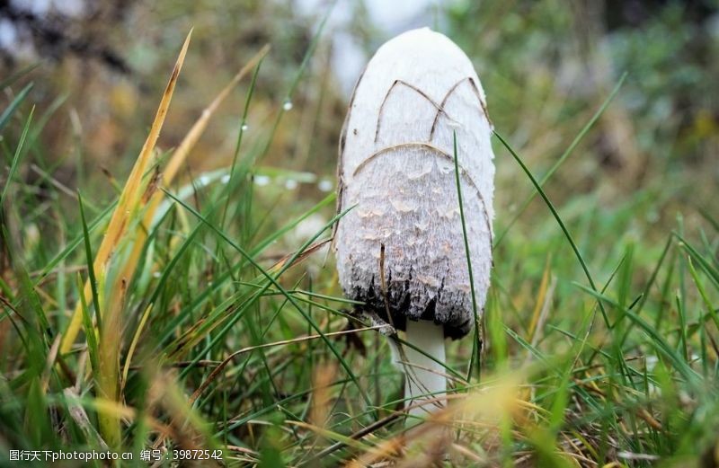 蘑菇炖鸡鸡腿蘑图片