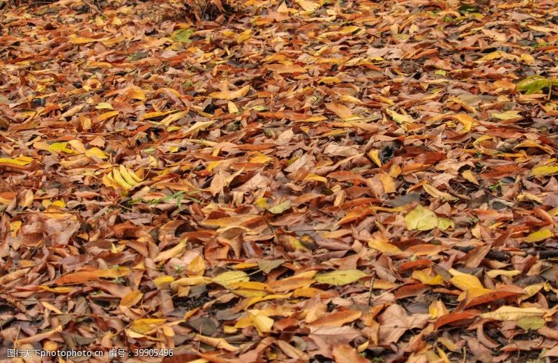 秋天的落叶满地枯树叶图片