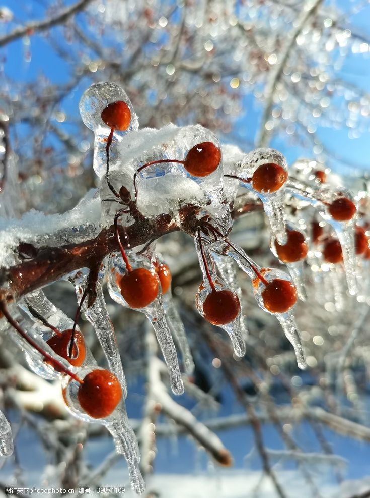 下雨美丽雪景雪冰雪冰雨长春图片