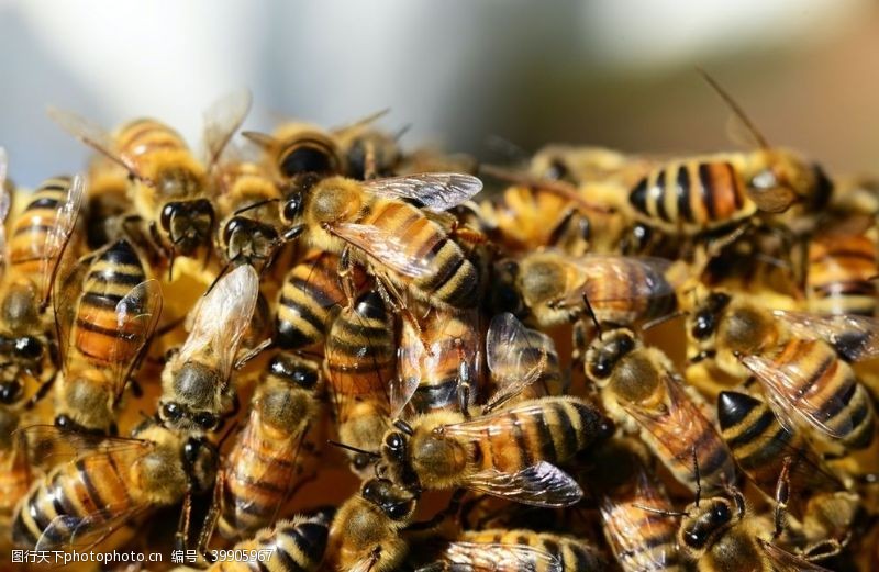 蜂蜜蜜蜂图片