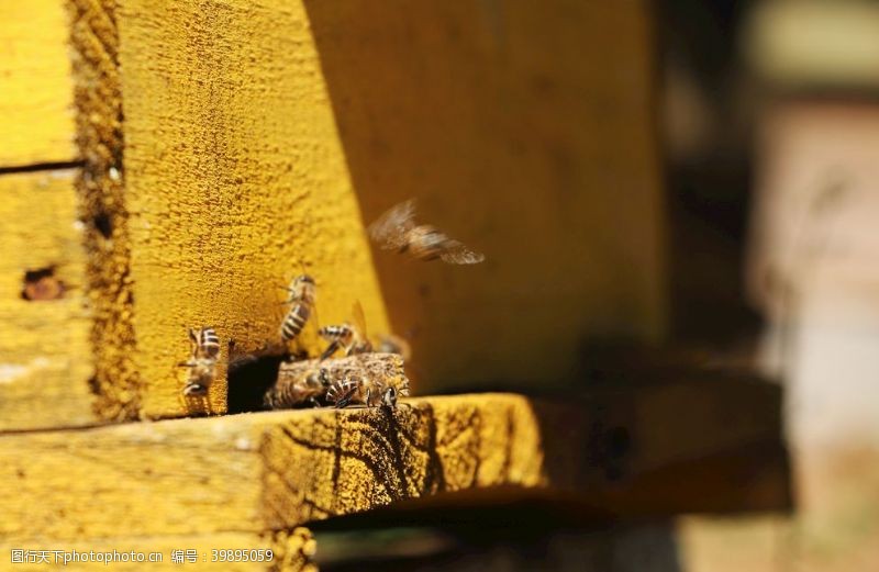 采蜂场景蜜蜂养蜂图片
