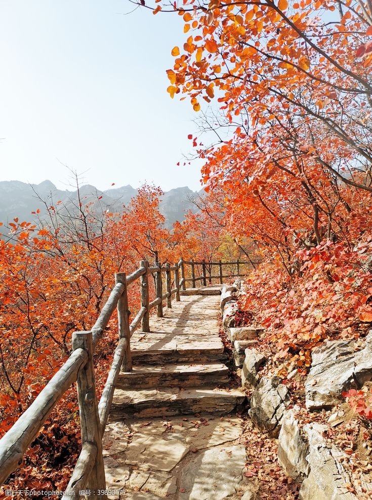 秋天枫林坡峰岭图片
