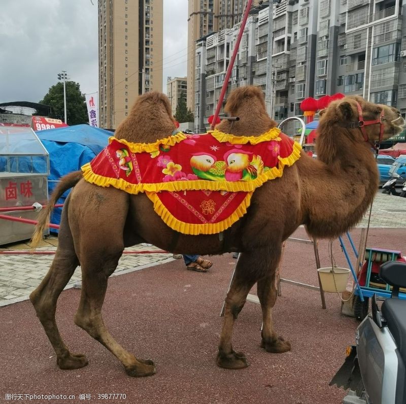 娱乐城商业骆驼图片