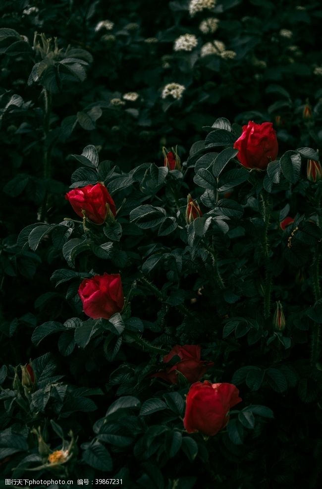 刺玫生长的玫瑰图片