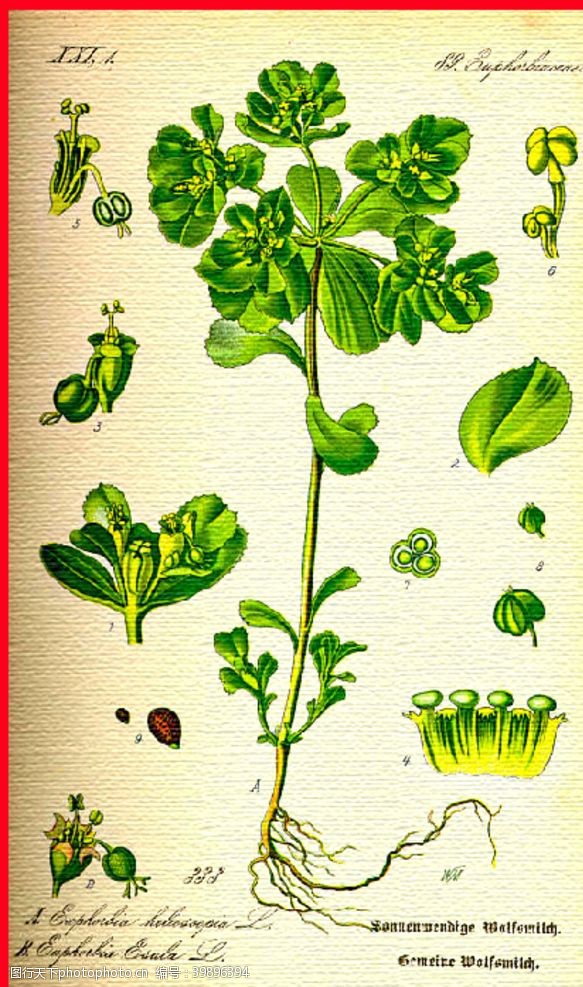 各类花水彩植物图片