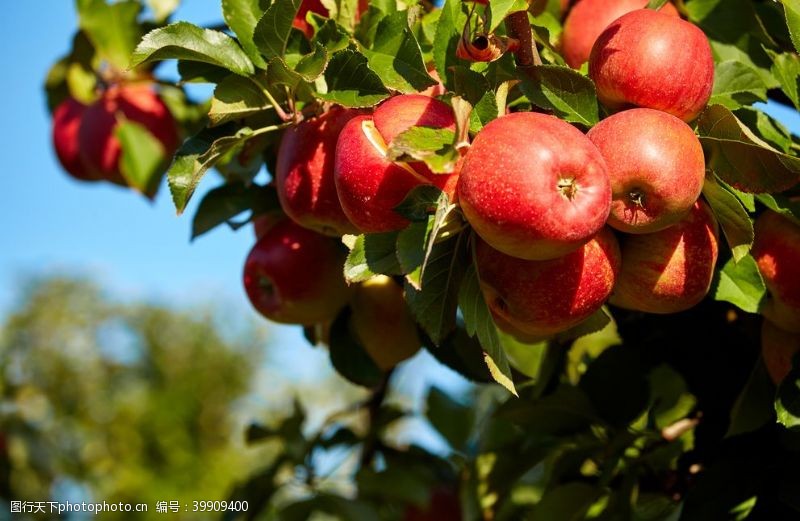 红苹果树上的红富士苹果图片